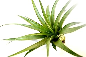 9GreenBox - Live Air Plant - Bromeliad Tillandsia Velutina - Easy to Care - Indoor
