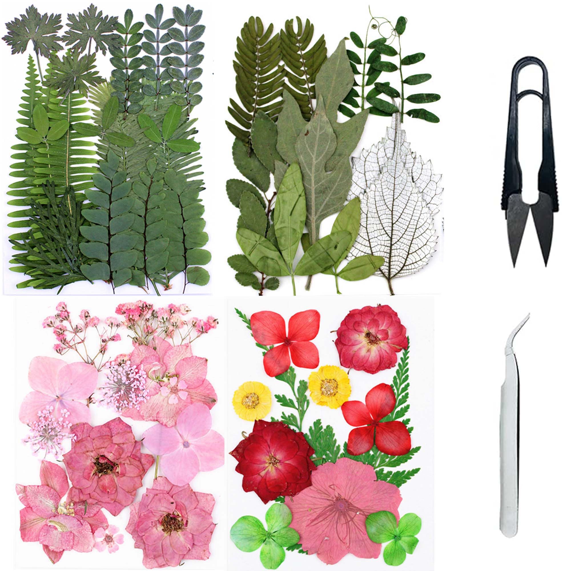 Cayway Natural Dried Pressed Flowers, Natural Dried Pressed Leaves, Natural Dry Flowers Leaves with Tweezers, Scissors for Pressed Leaf Art Craft DIY Embellishment Decorations ( Green, Pink) — image 1