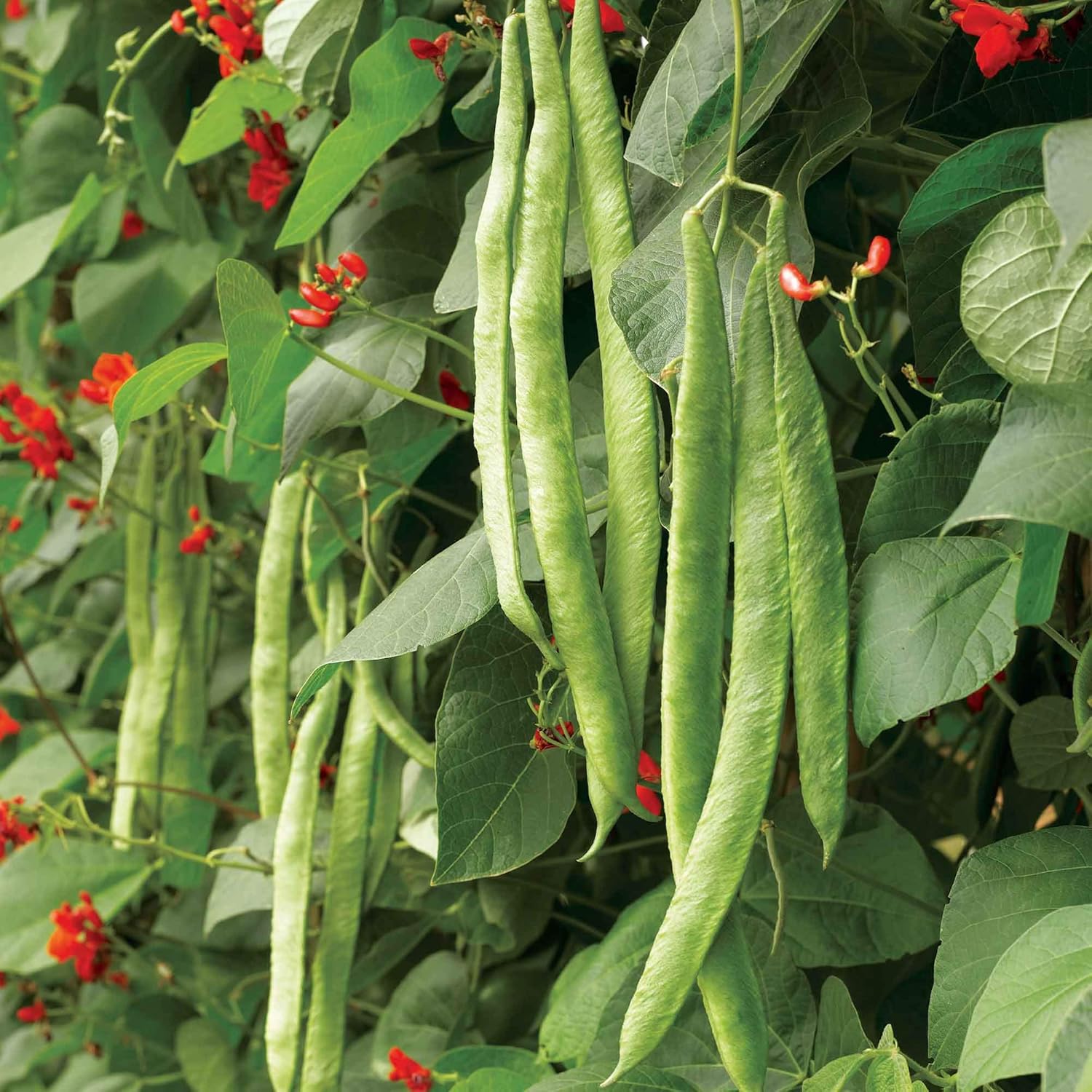 Up To 65 Off Suttons Bean Runner Seeds Scarlet Emperor Vegetable Seed Approx 50 Seeds Per Pack Grow Your Own Ideal For Beds And Borders Garden Outdoors Order Now With
