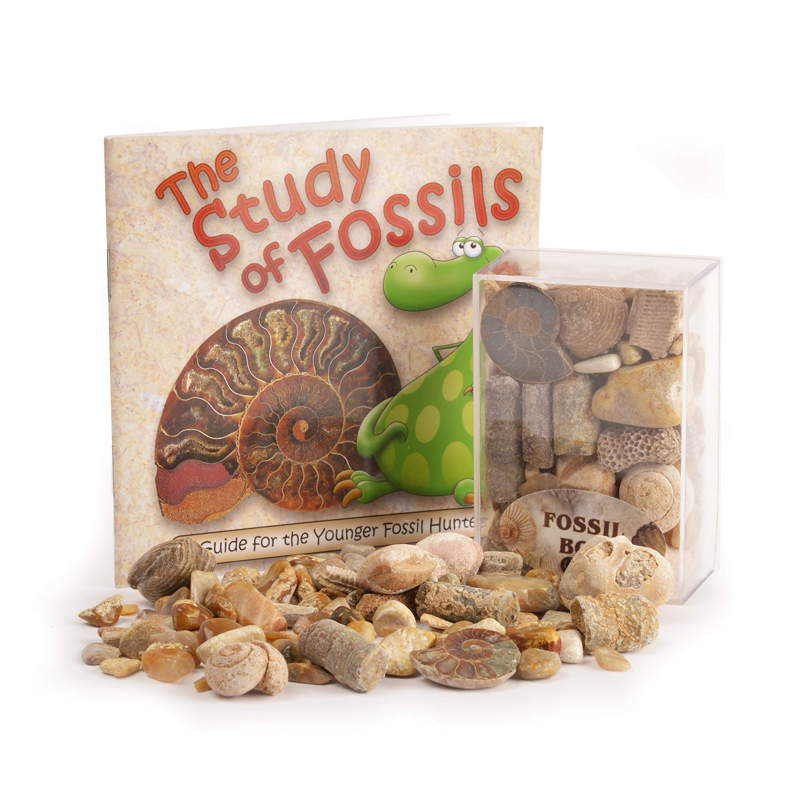 Fossil Box with Study of Fossils Booklet - Pack of 2