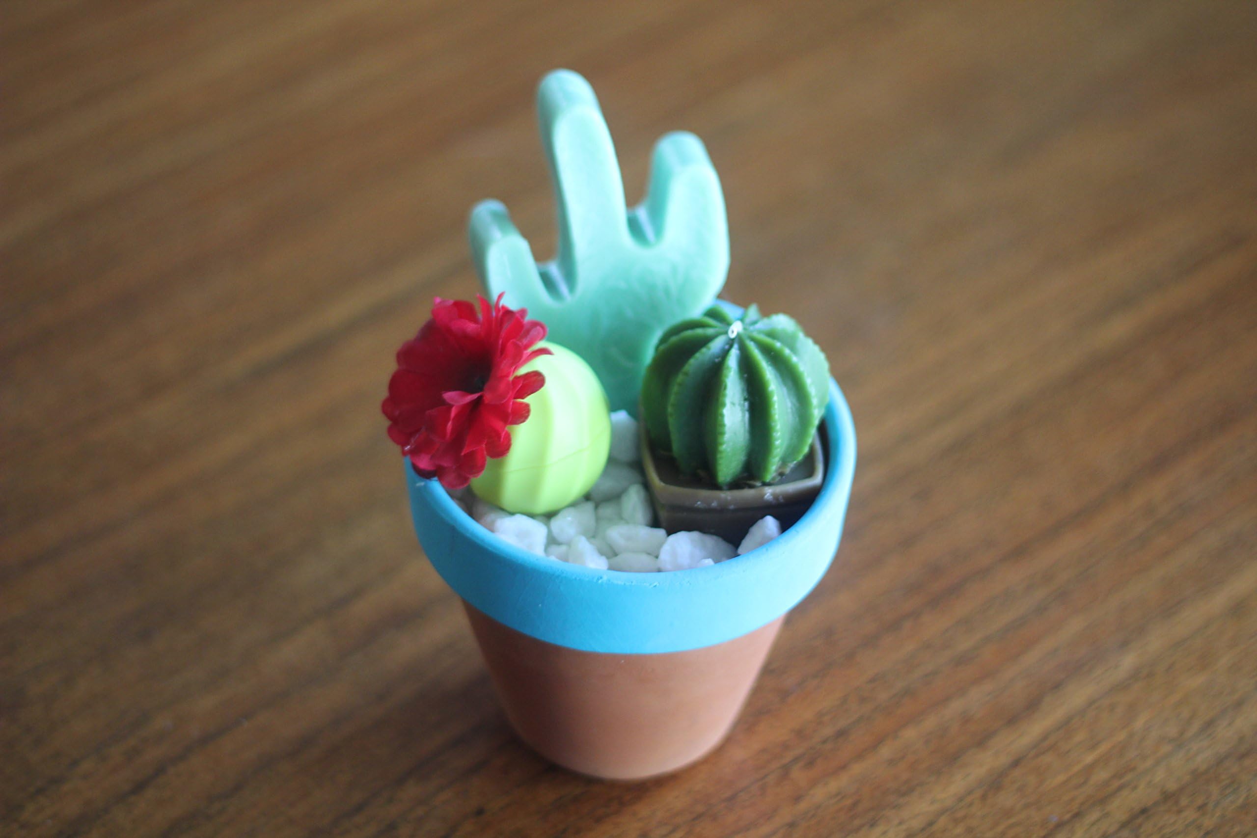 Succulent Gift Set