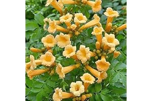 QAUZUY GARDEN 12 Rare Yellow Hummingbird Trumpet Vine (Campsis Radicans) Trumpet Creeper Seeds | Beautiful Perennial Vine & Striking Privacy Screen Ground Cover