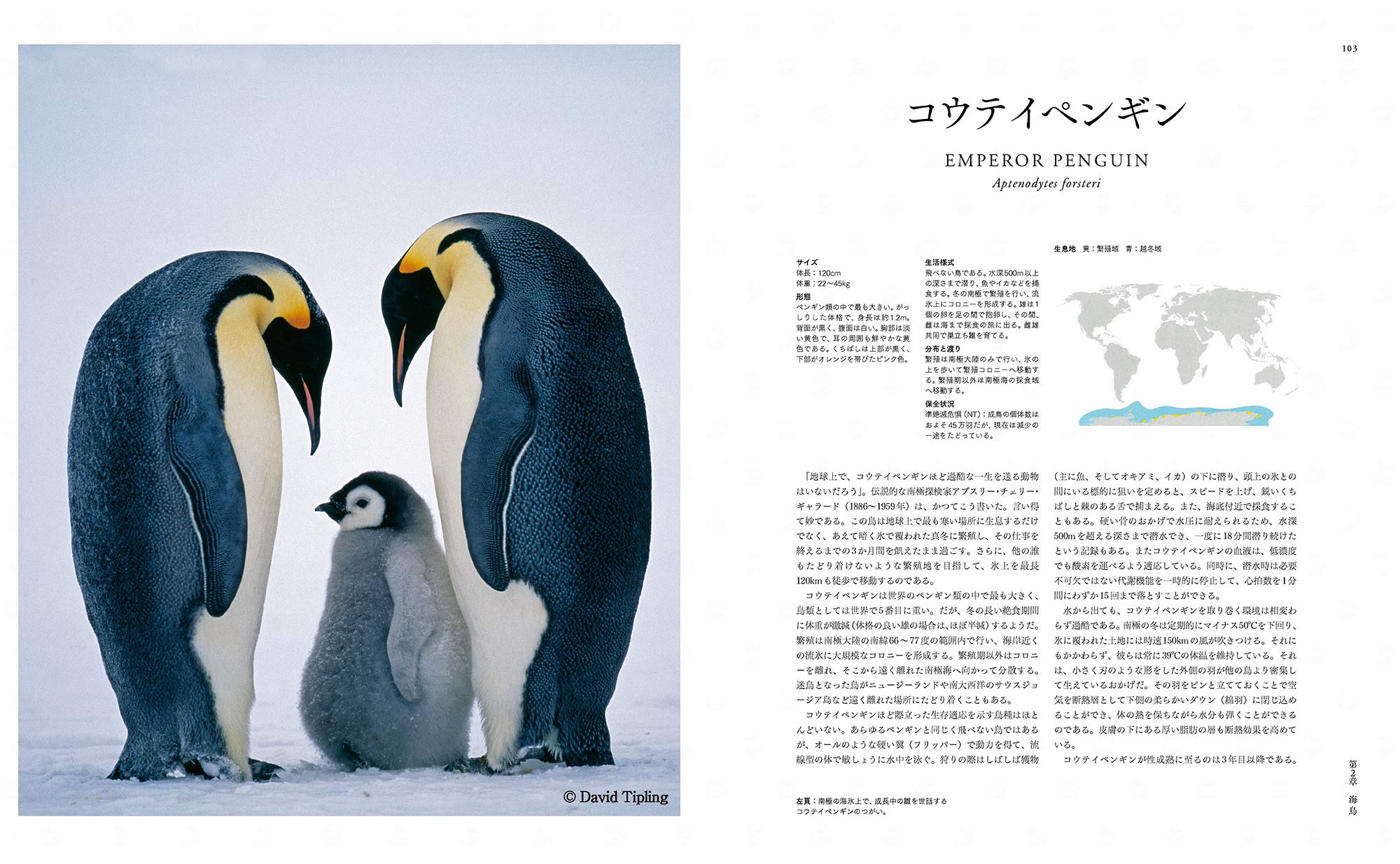 最大30 Off 世界の渡り鳥大図鑑 ｍｉｋｅｕｎｗｉｎ ｄａｖｉｄｔｉｐｌｉｎｇ 森本元 最安値に挑戦 Arnabmobility Com