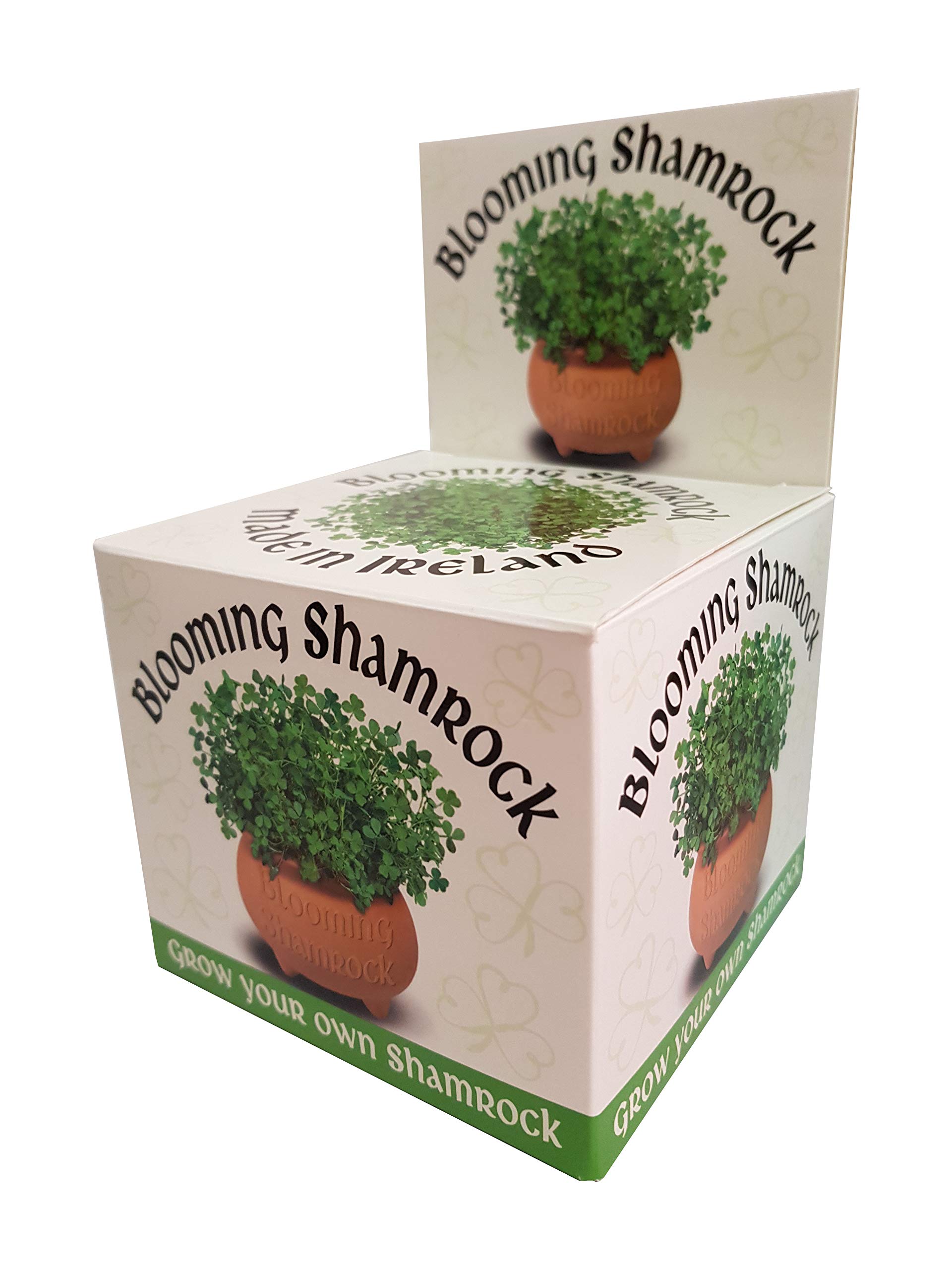 Blooming Shamrock Pot - grow you own Shamrock from seed
