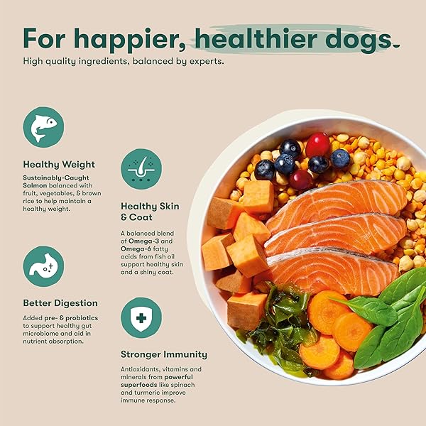 JINX PREMIUM GRAIN-FREE DRY DOG FOOD, FOR ALL LIFESTAGES – REAL SALMON, SWEET POTATO & CARROT PUPPY KIBBLE WITH SUPERFOODS FOR IMMUNE SUPPORT & PROBIOTICS FOR DIGESTIVE SUPPORT – NO FILLERS – 4LB