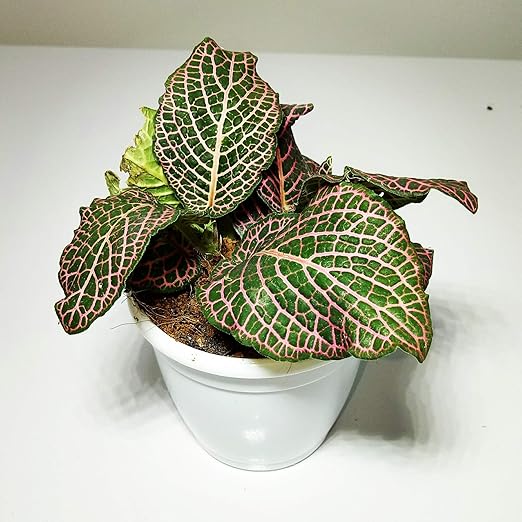 Fittonia Verschaffeltii “Baby Pink Nerve Plant” Amazon.in