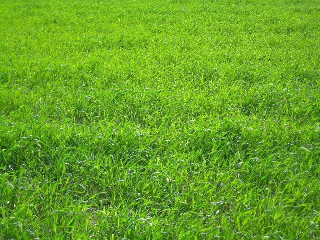 Kisshes Seeds - 500/1000Pcs Grass Seeds Fast Growing Grass Lawn Seeds Shady Areas Blue Grass for Dry Soil Garden Bonsai Green Plant Seeds