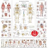 17 Human Anatomy Posters for Walls 18x30 - Medical Posters - Anatomy Charts | Anatomy and Physiology Posters, Medical Posters for Doctors Office, Body Organs Charts, Anatomy Posters for Classroom