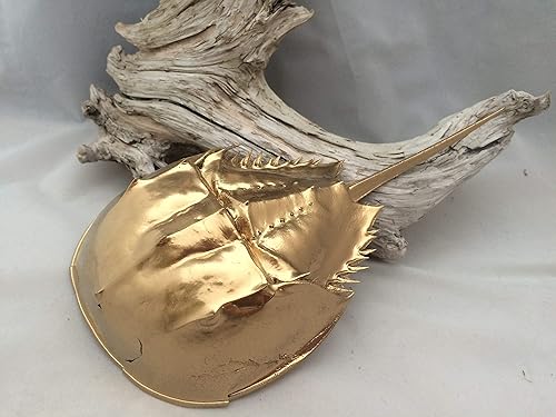 Amazon Com Painted Atlantic Horseshoe Crab Shell Decorative Bowl Handmade
