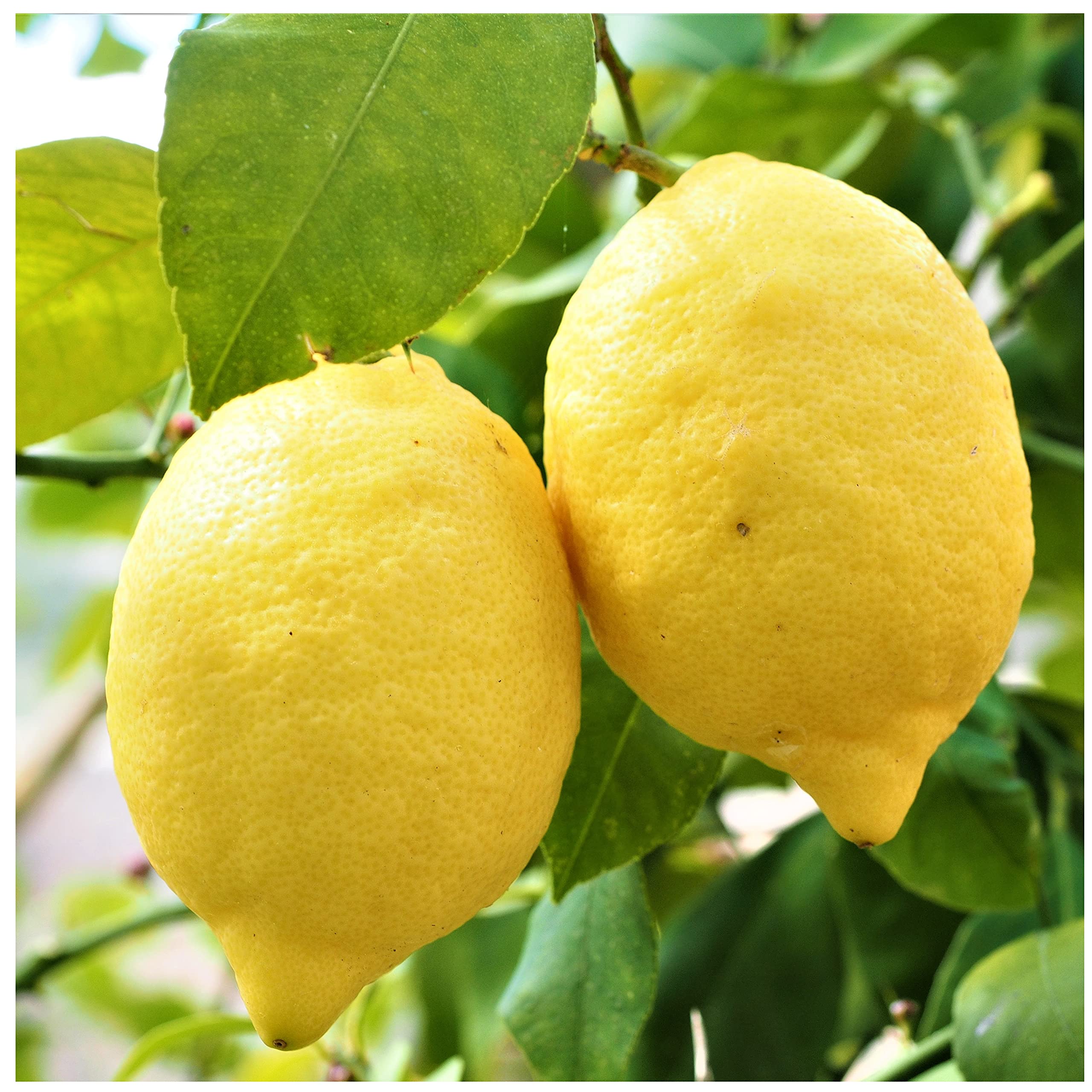 Citrus & Mediterranean Plant Potting Soil - Lemon, Orange, Palm, Olive Tree Fast Draining Compost - 1000ml - Hydrate at Home