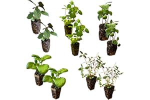BELLAWOOD HORTICULTURE 10-Pack Culinary Herb Garden Live Plants – Sweet Basil, Peppermint, Oregano, Sage, Thyme – 3” Plant Plugs for Indoor & Outdoor Growing – Window Sill, Garden, or Kitchen Planter Ready