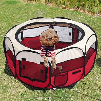 schnoodle poodle mixes