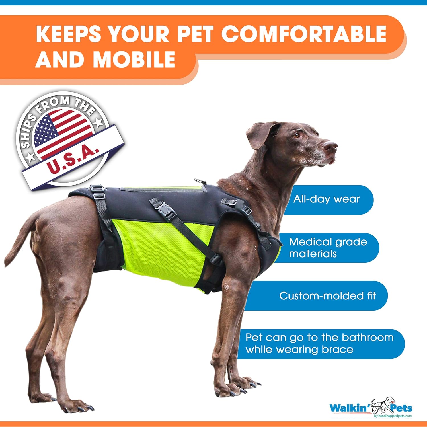 large dog back brace