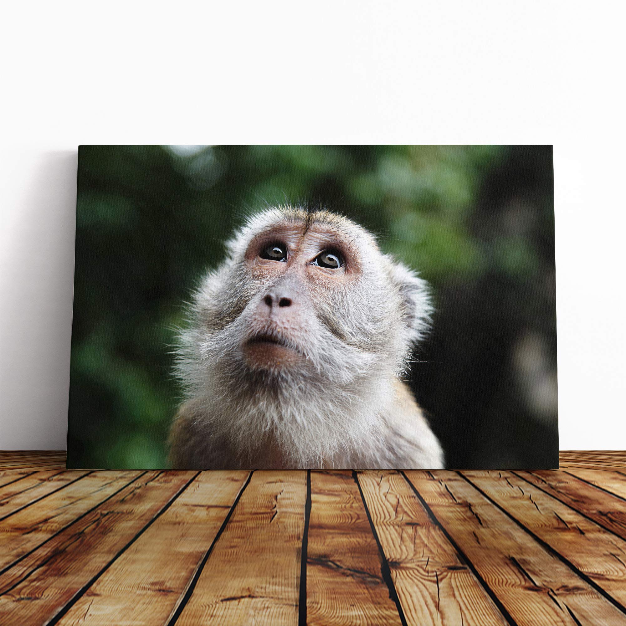 Monkey Canvas Print | Gallery Wrapped 30mm Frame Wall Art | 20x14 inches | Ready to Hang | Modern Animals Picture | Living Room Bedroom Lounge Office