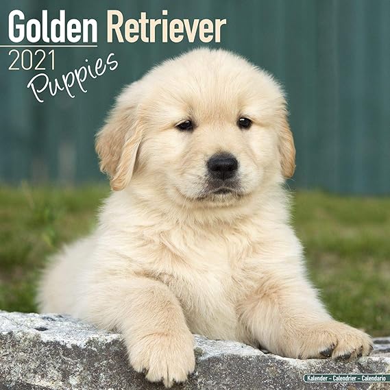 golden retriever original breed