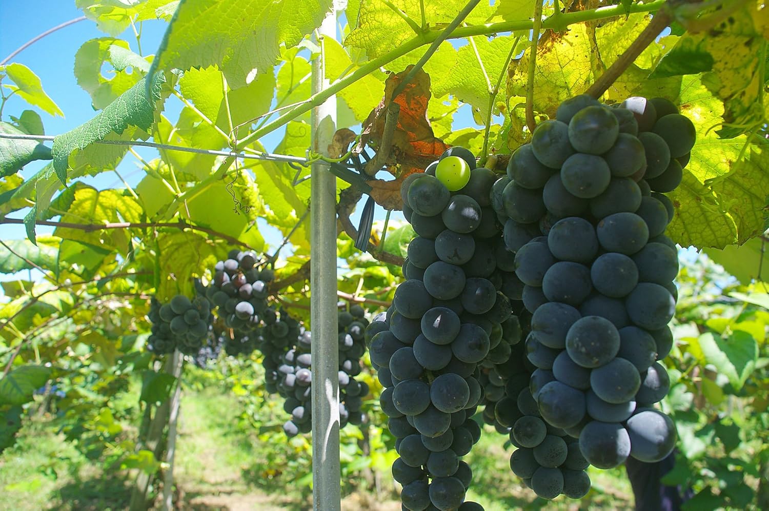 都農ワイン キャンベル・アーリー ロゼ