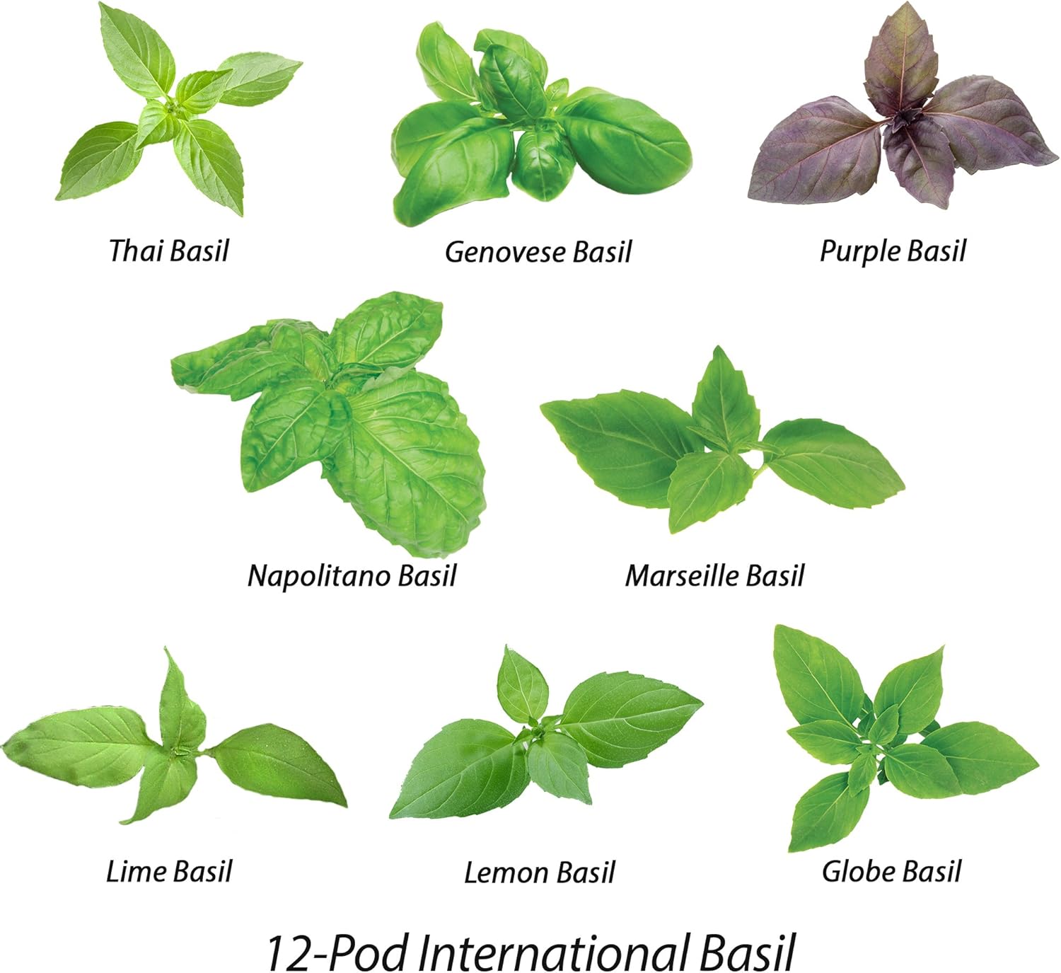 Seed Pods Types Of Basil Harvesting Basil