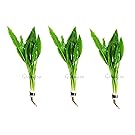 3-Bundles Amazon Sword | Echinodorus Amazonicus Live Aquarium Plants for Aquatic Freshwater Fish Tank by Greenpro
