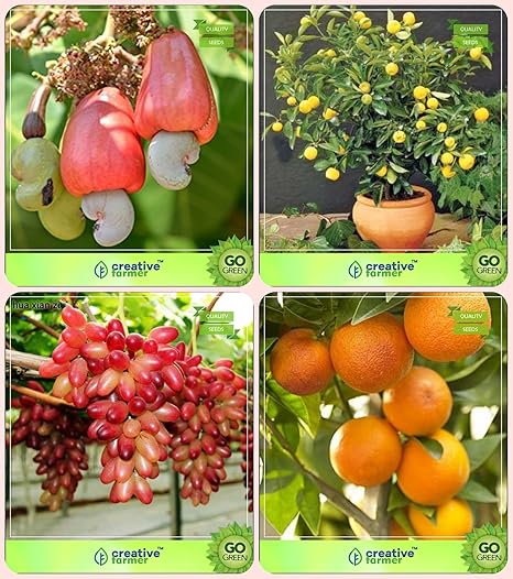 Creative Farmer Tree Seeds For Home Indoor Cashew,Citrus Seeds,Grape,Orange Combo For Home Garden Fruit Seeds & Fruit Seeds Seeds