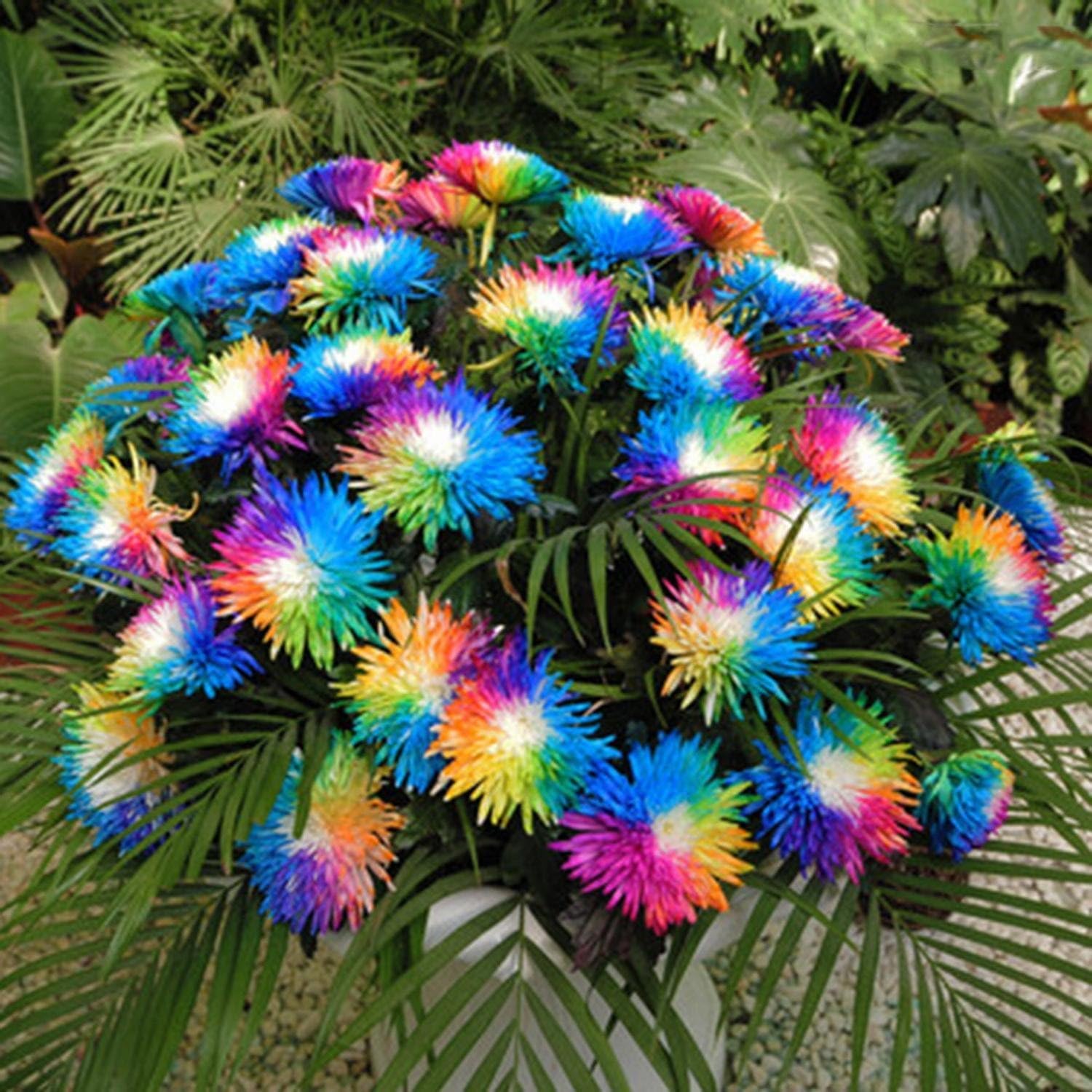 Feriay Seeds-20/50/ 100 Particle Liuingstone Daisy Seeds Home Garden Flower Seeds Flowers