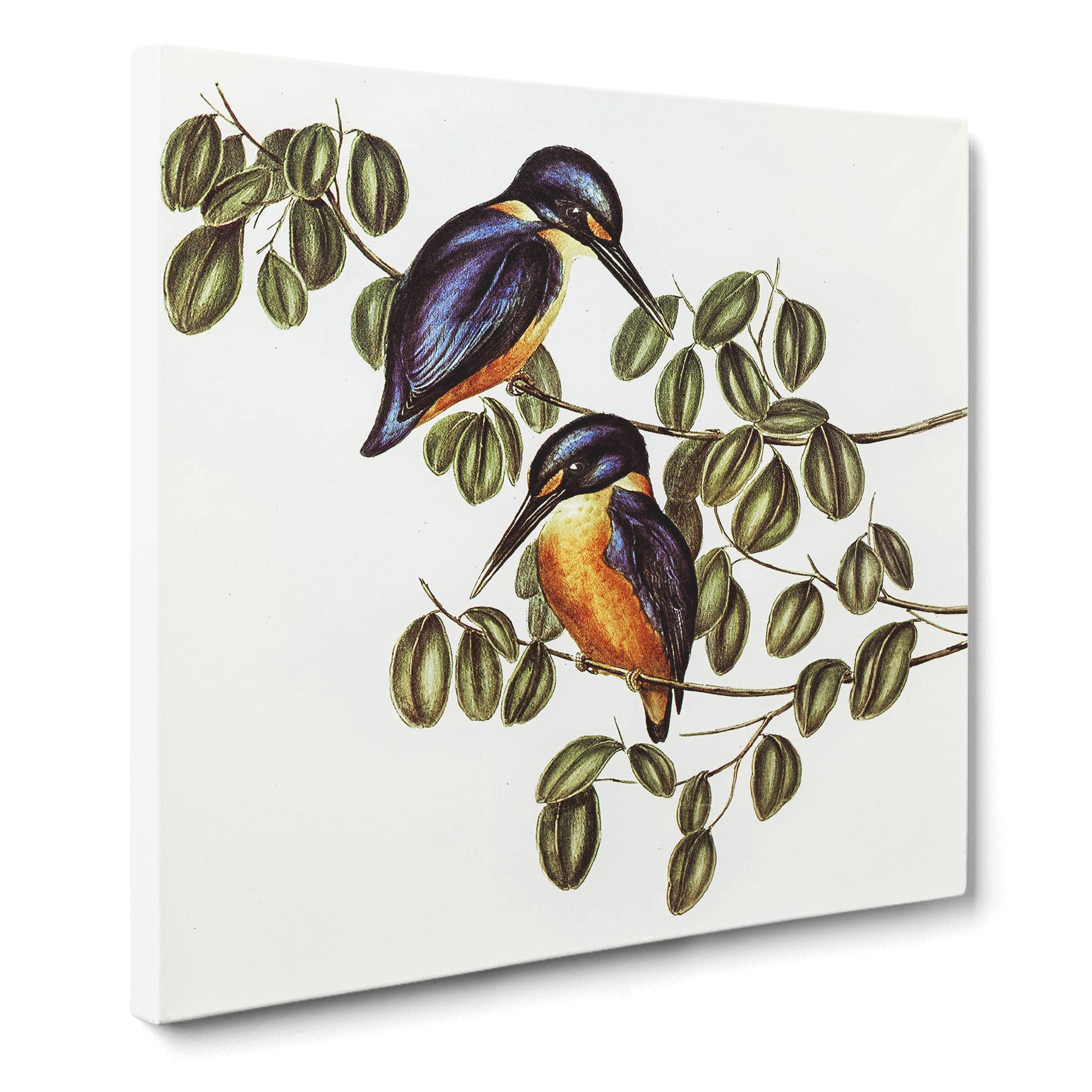 Azure Kingfishers Bird by Elizabeth Gould Canvas Print | Gallery Wrapped 30mm Frame Wall Art | 14x14 inches | Ready to Hang | Retro Animals Picture | Living Room Bedroom Lounge Office