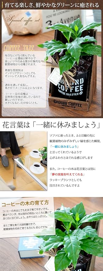 Amazon 花由 父の日限定 コーヒーの木 徳島ブラジルコーヒーさんのドリップコーヒーのセット 観葉植物 オンライン通販