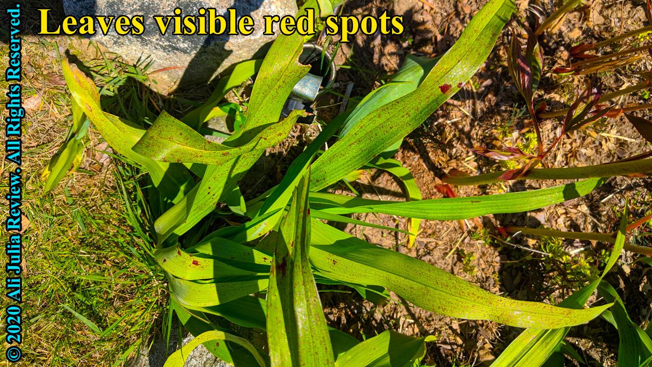 Pros and cons of Plantskydd Animal Repellent