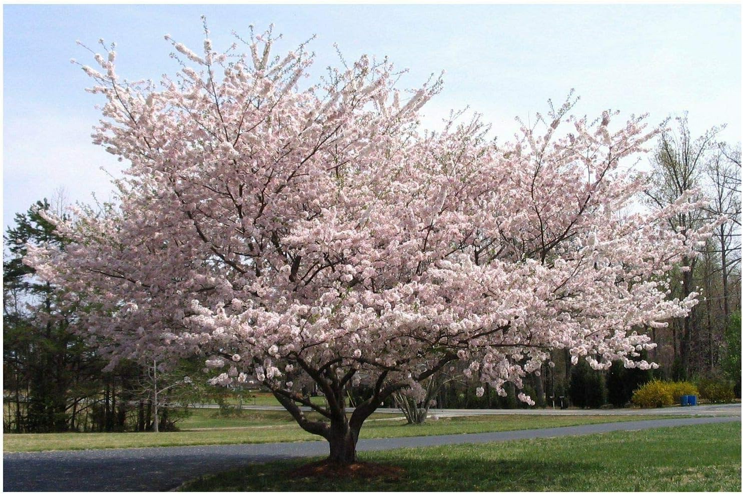Spring Blow Out Sale Live 5" Pot Dwarf Japanese Yoshino Cherry Tree + Bonus #ptps0002