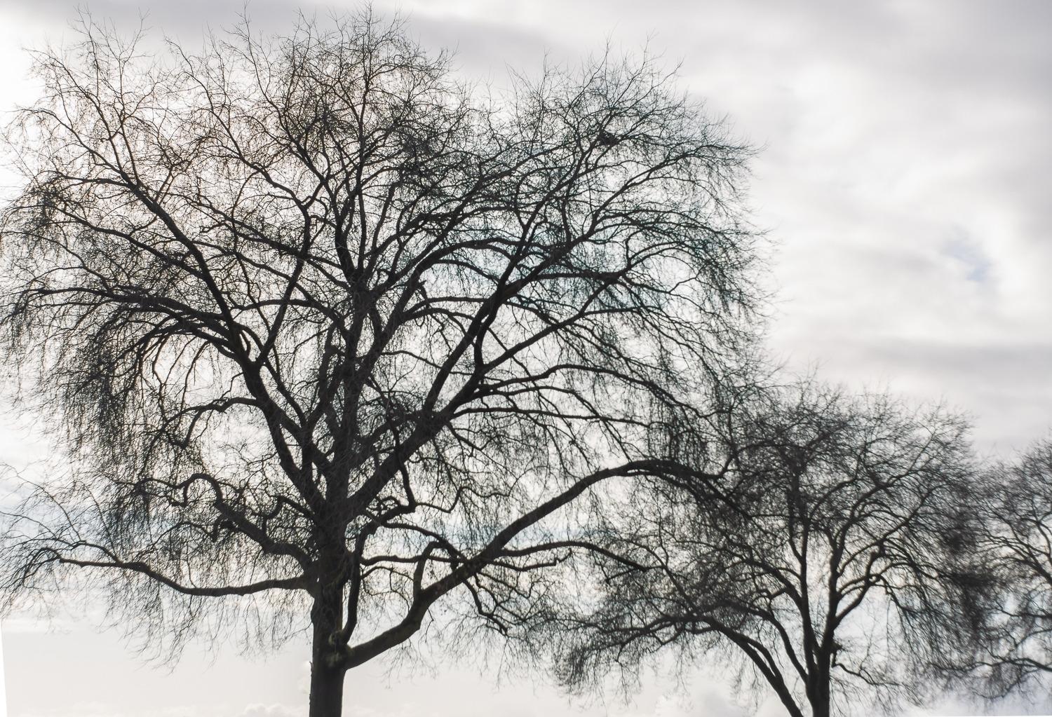 Great Bang for the Buck Prime Lens!