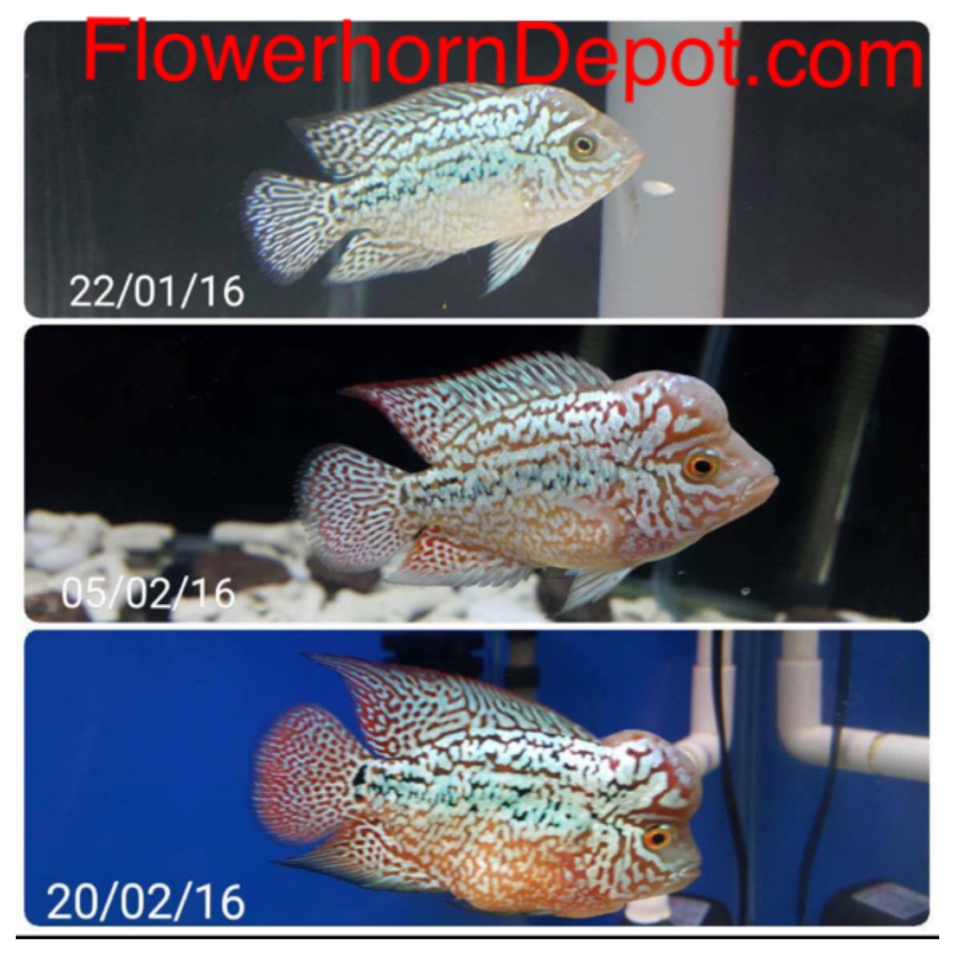 AMGBOOSTER FLOWERHORN Food (Medium) Buy Online in UAE. Pet Supplies