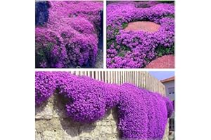 WIVOLIBE Creeping Thyme Seeds for Planting - 20000+ Non-GMO Perennial Thymus Serpyllum Seeds Landscaping Ground Cover