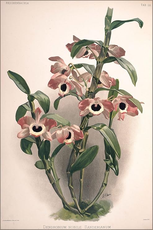 Amazon 24 X 36 フレデリックsander Orchids 10 デンドロビウム ノビルsanderianumポスター複製 アートフレーム ポスター オンライン通販