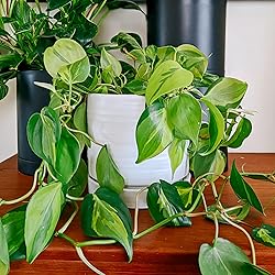 HERDUK 6 Inch Plant Pots, Ceramic Planter Pot with