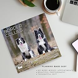 July 2025- December 2026 Border Collie Wall