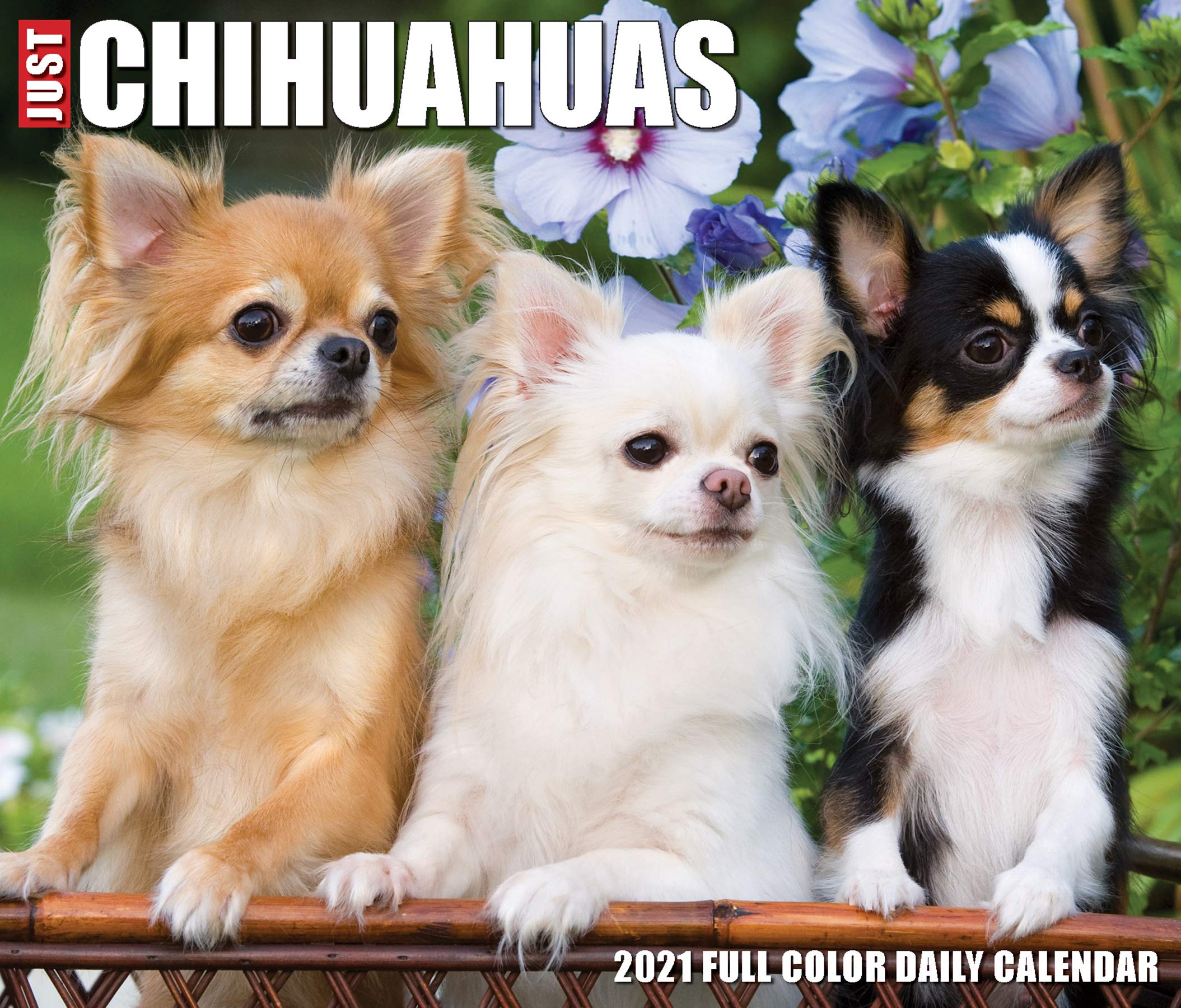 chihuahua subscription box