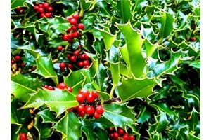CZ GRAIN 30 English Holly Seeds for Planting - Ilex aquifolium - Christmas Holly