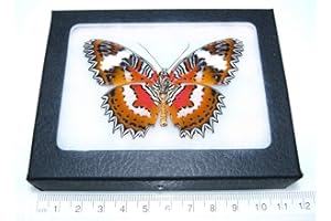 BicBugs Cethosia hypsea Real Framed Butterfly RED Indonesia