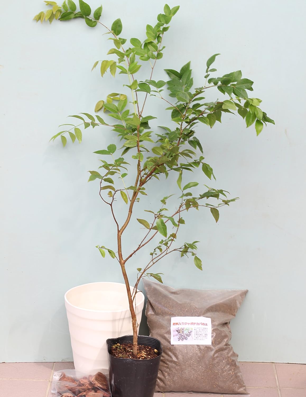 期間限定送料無料 幹に実と花が成る不思議な観葉植物 ジャボチカバ栽培5点セット 6年生樹高約70cmジャボチカバ実生苗木 中葉系 肥料入り ジャボチカバの土 陶器風プラ鉢 受け皿 バークマルチ B01kzovzqs Hightimes Com