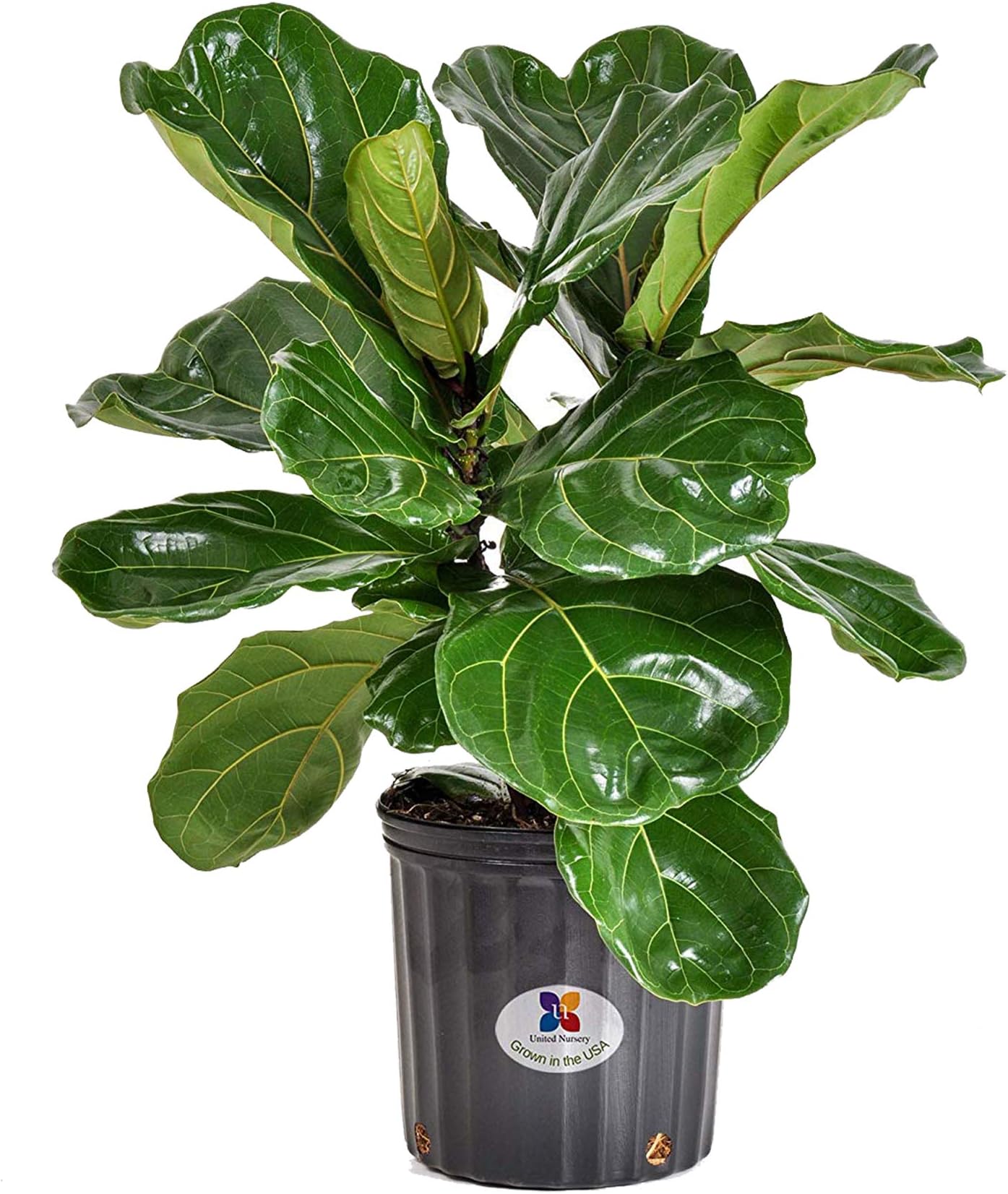 United Nursery Ficus Lyrata Tree Live One Stem Indoor Plant Fiddle-Leaf Fig 24-34" Shipping Size Fresh in Grower 9.25" Pot from Our Florida Farm