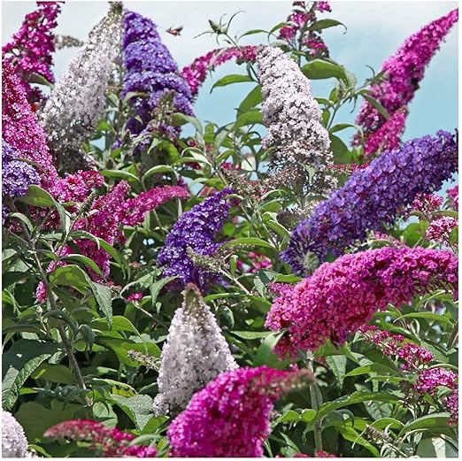 Buddleja davidii (Tricolour), Buddleia Butterfly Bush Plant in 2Ltr Pot