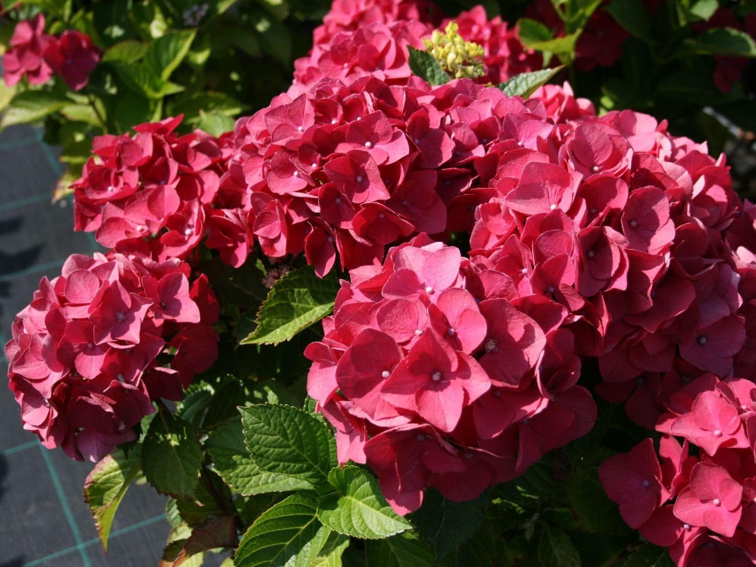 Hydrangea macrophylla Red Baron, Plant in 9 cm Pot