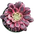 Sprout N Green Aeonium 'White Wedding Dress', Live Rare Succulent Potted 4" Planter, Real House Plant for Party Favors Home Indoor Outdoor Garden Wedding Decoration DIY Projects
