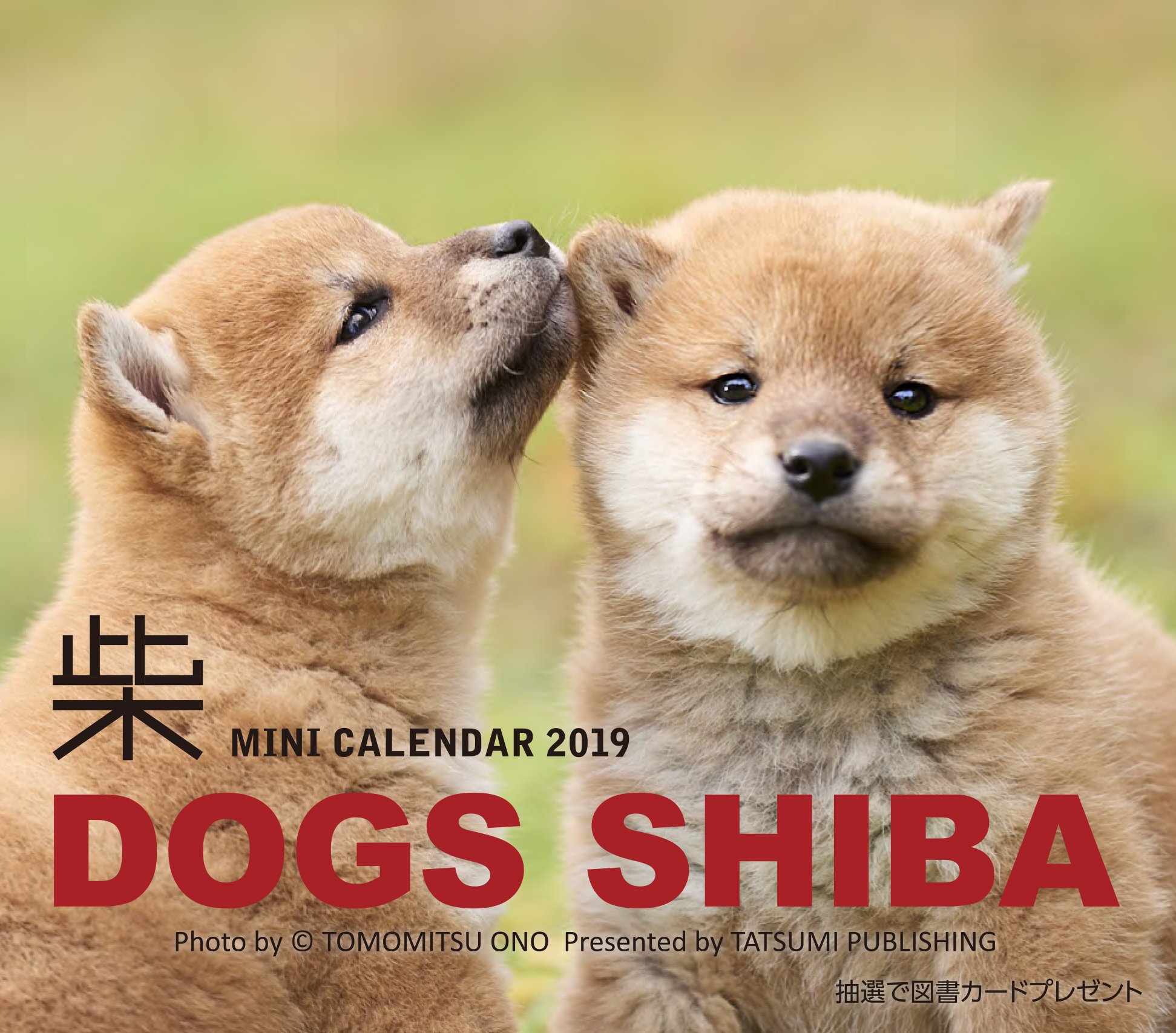 知恵 ラウズ 入植者 柴犬 ミニ Clays Flooring Com