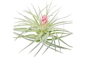 Large Air Plants - 1 Hybrid No. 1-4 to 6 Inch Air Plant - Color & Form Varies by Season - 30 Day Guarantee on Tillandsia from The Drunken Gnome (1, One Size 4-6")