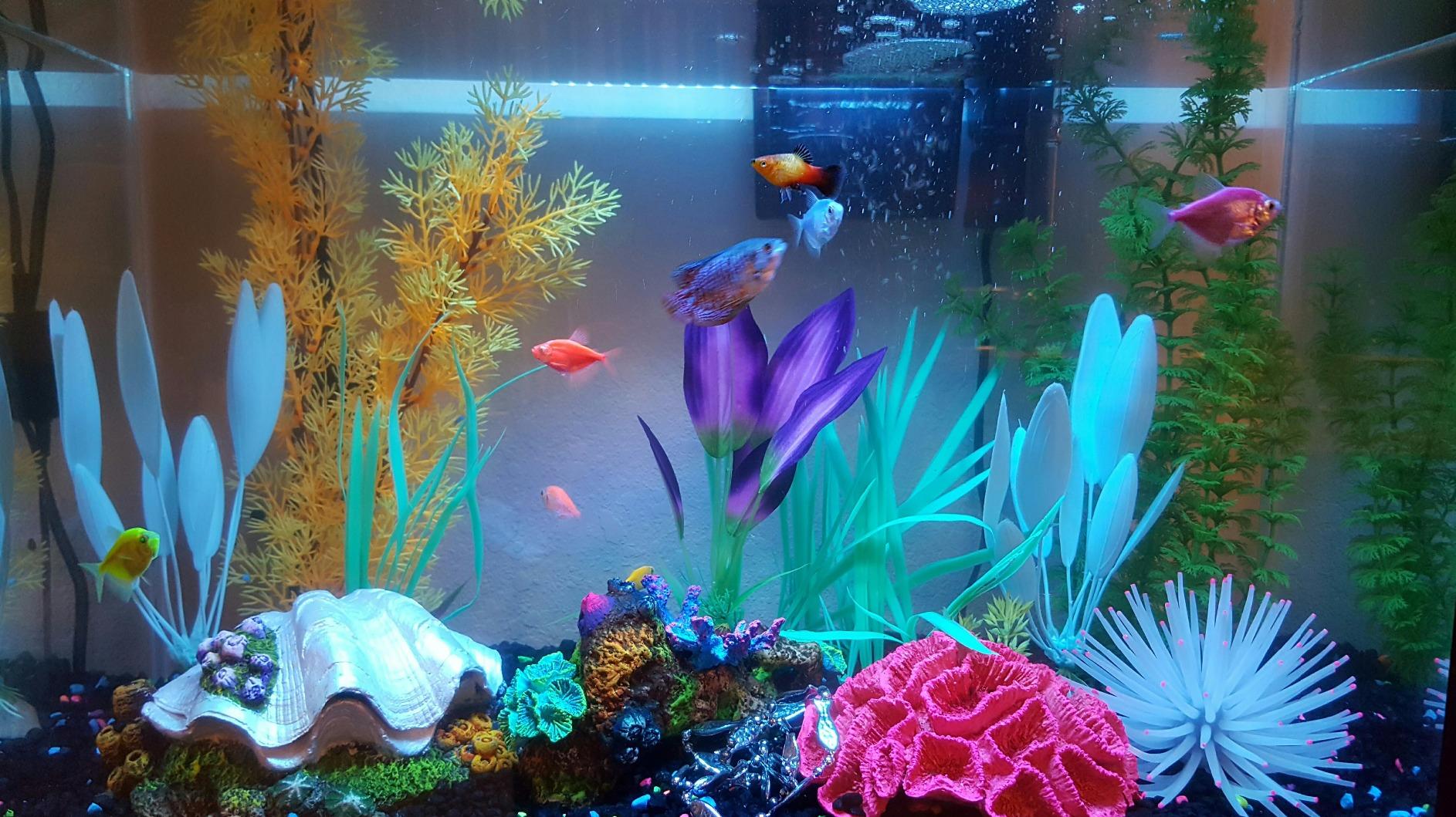 27/mo Finance Tetra ColorFusion Aquarium 20 Gallon Fish Tank Kit