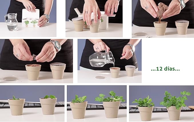 Kit de 2 mini macetas biodegradables de Perejil y Menta para ...