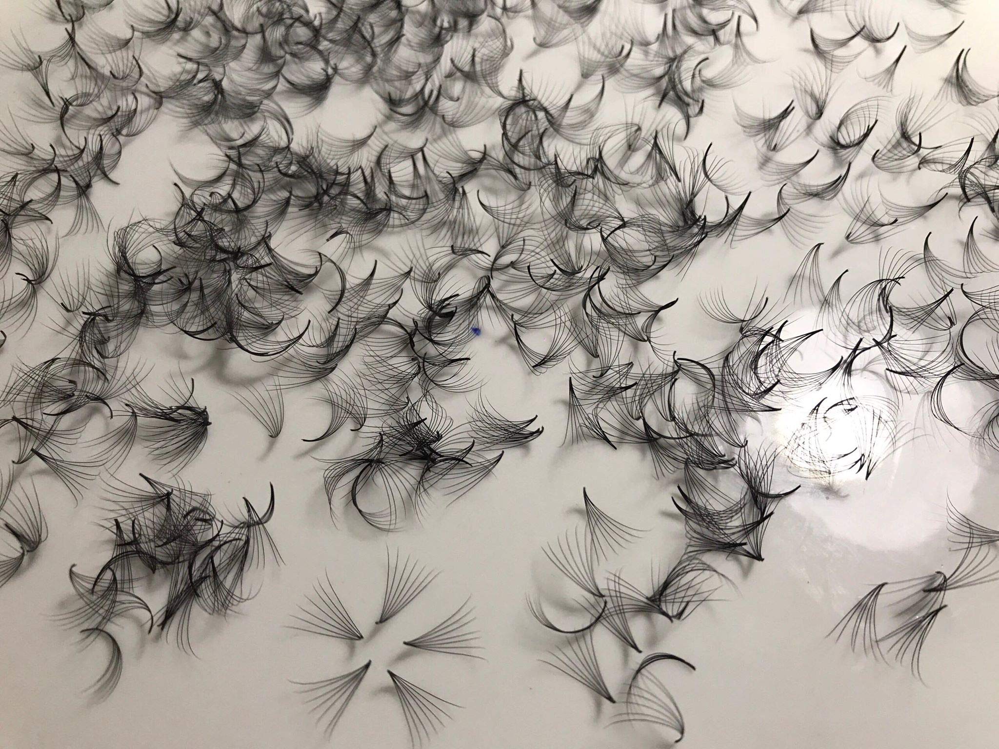 LASH BY HOLLY 7D PREMADE (HAND MADE) FAN LASHES (500 FANS/TRAY) FOR EYELASH EXTENSION, C CURL, D CURL AND M CURL, 0.07 THICKNESS, LENGTH FROM 9MM-15MM (D13mm7D)