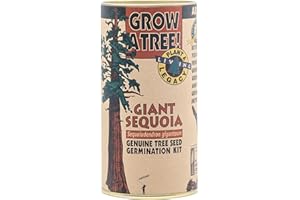 Giant Sequoia | Tree Seed Grow Kit | The Jonsteen Company