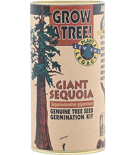 JaneMarpleDansLeSalon　Winter cherries Online Orchards 3 ft. Yoshino Cherry Blossom Tree with