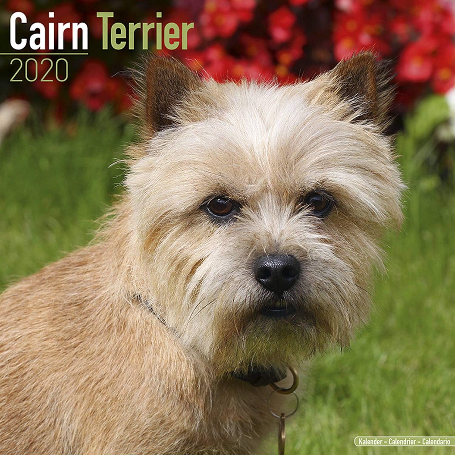 Amazon Com Cairn Terrier Calendar 2020 Dog Breed Calendar